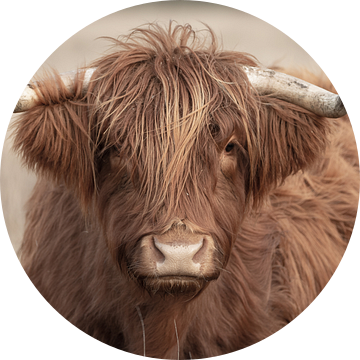 Portret Schotse hooglander van KB Design & Photography (Karen Brouwer)