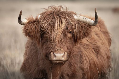 Portrait Scottish highlander