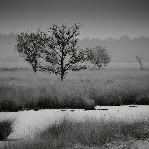 Schwarze und weiße Winterlandschaft im Nebel