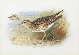 Bartram's Plover, Archibald Thorburn
