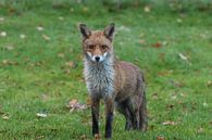 Fox / Fox by Henk de Boer thumbnail