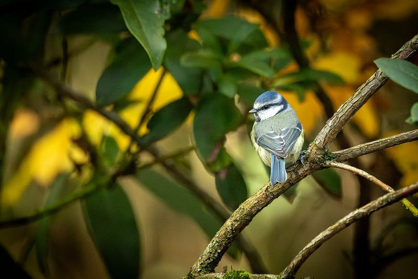 Blaumeise von antonvanbeek.nl