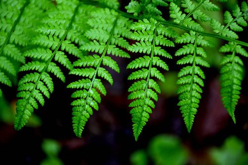 Varenbladeren in het bos
