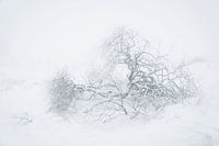 Berijpte wilg in sneeuwlandschap