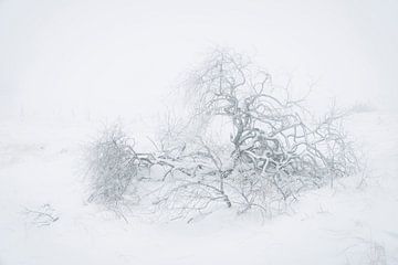 Berijpte wilg in sneeuwlandschap van Michel Lucas