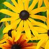 Blühende Rudbeckia-Blumen von AS Photography