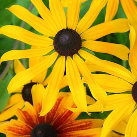 Blooming Rudbeckia flowers by AS Photography