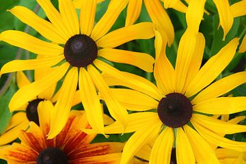 Fleurs de Rudbeckia en pleine floraison sur AS Photography