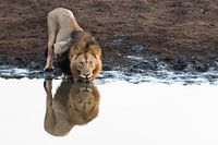 Lion, Lion, Panthera Leo