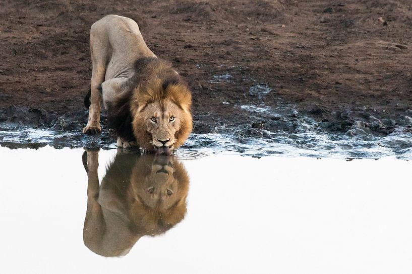 Löwe, Löwe, Panthera Leo von Caroline Piek