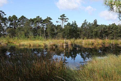 Het Pietzmoor in de Lüneburger Heide in Nedersaksen