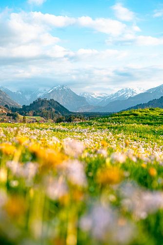 Bloemrijk uitzicht op de Allgäuer Alpen