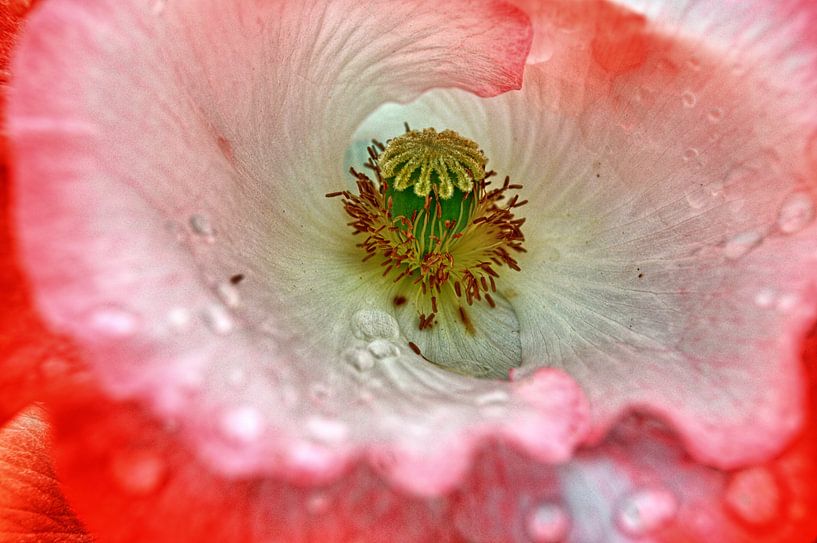 Regenschönheit van Edgar Schermaul