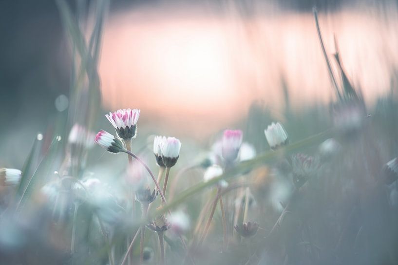 bloemen part 298 van Tania Perneel