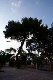 Rabat, Malta, Baum im Gegenlicht.