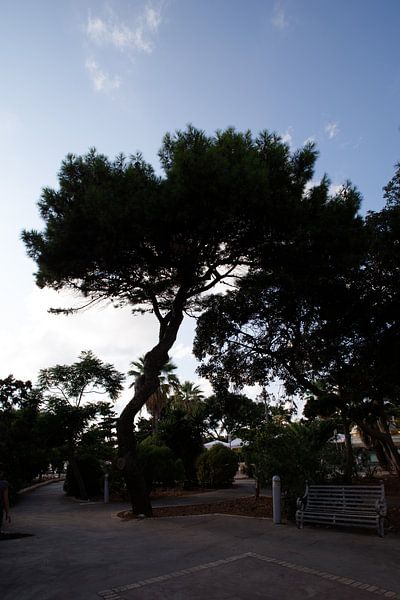 Rabat, Malte, arbre à contre-jour. par de-nue-pic