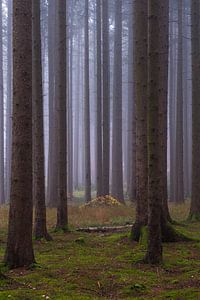 In het mistige bos van Denis Feiner