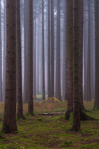 Dans la forêt brumeuse par Denis Feiner