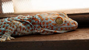 Gecko / Toke with big eyes by Ellis Peeters