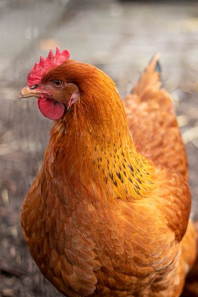 Ein Orangenhähnchen von Selwyn Smeets - SaSmeets Photography