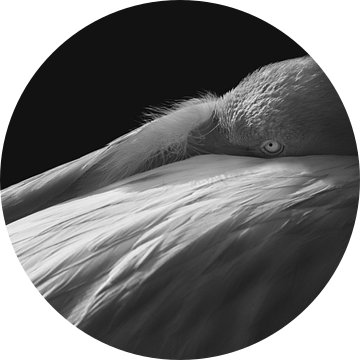 Schaduwspel Flamingo in Monochroom