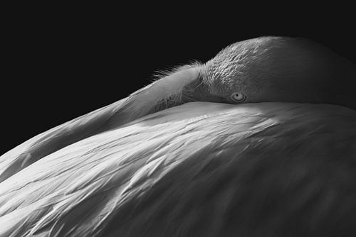 Schaduwspel Flamingo in Monochroom