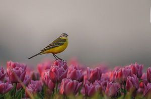 Die gelbe Bachstelze auf einer Tulpe von Menno Schaefer