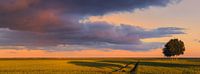 Sommerabend im Polder Johannes Kerkhoven von Henk Meijer Photography Miniaturansicht