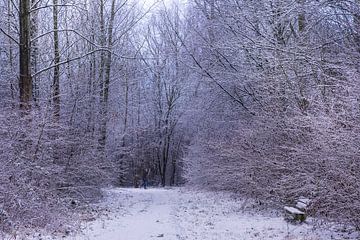 winter in het waerderhout bos 11