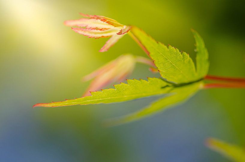 Japanese Maple Tree by Knowhere Art