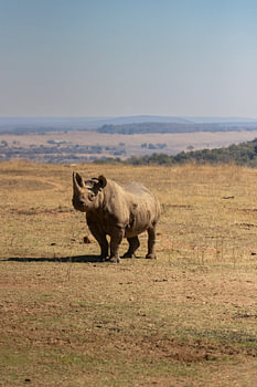 das schwarze Nashorn