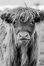 Jonge Schotse Hooglander in zwart-wit van Jessica Dillema thumbnail