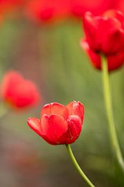 ein Foto einer roten Tulpe | botanisches Design Foto von Karijn | Fine art Natuur en Reis Fotografie