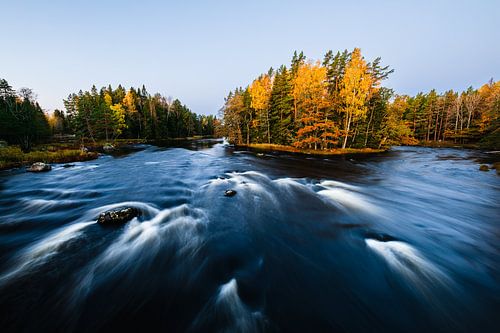 Flowing river with discolored trees