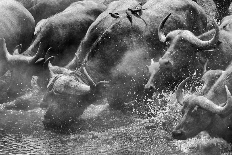 Dorstige buffels van Anja Brouwer Fotografie