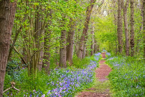 forest path in Austria