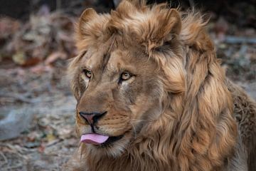 Nahaufnahme eines Löwen, der seine Zunge herausstreckt von Chihong