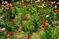 Red and white tulips in a flowerbed