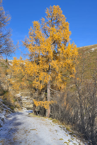 Lärche im Herbst auf einem verschneiten Bergpfad