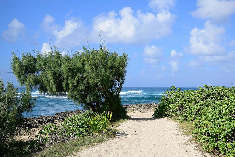 Op weg naar de Turtle Bay Pillbox van Frank's Awesome Travels