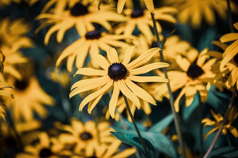 Gelbe Blumen von Jayzon Photo