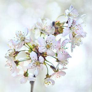 Kirschblüte