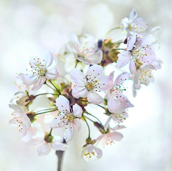 Kirschblüte von Jeannette Penris