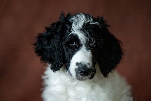 poodle puppy
