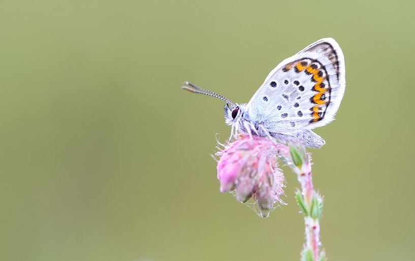 Heather blue on heath by Milou Hinssen