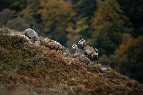 Chamois in the Vosges