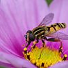 Hoverfly on pink flower by Evelyne Renske