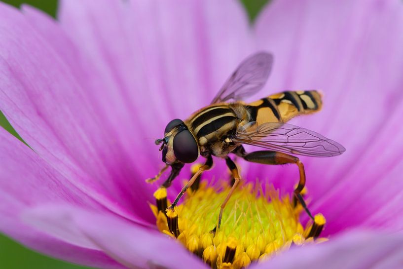 Hoverfly on pink flower by Evelyne Renske