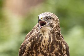 Mäusebussard, Buteo buteo. Porträt.