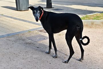 Black greyhound in the bay of Cádiz by Silva Wischeropp